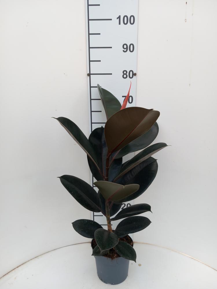 FICUS ABDJAN 1P VP17