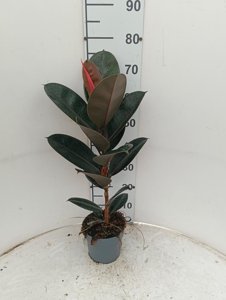 FICUS ABDJAN 1P VP17