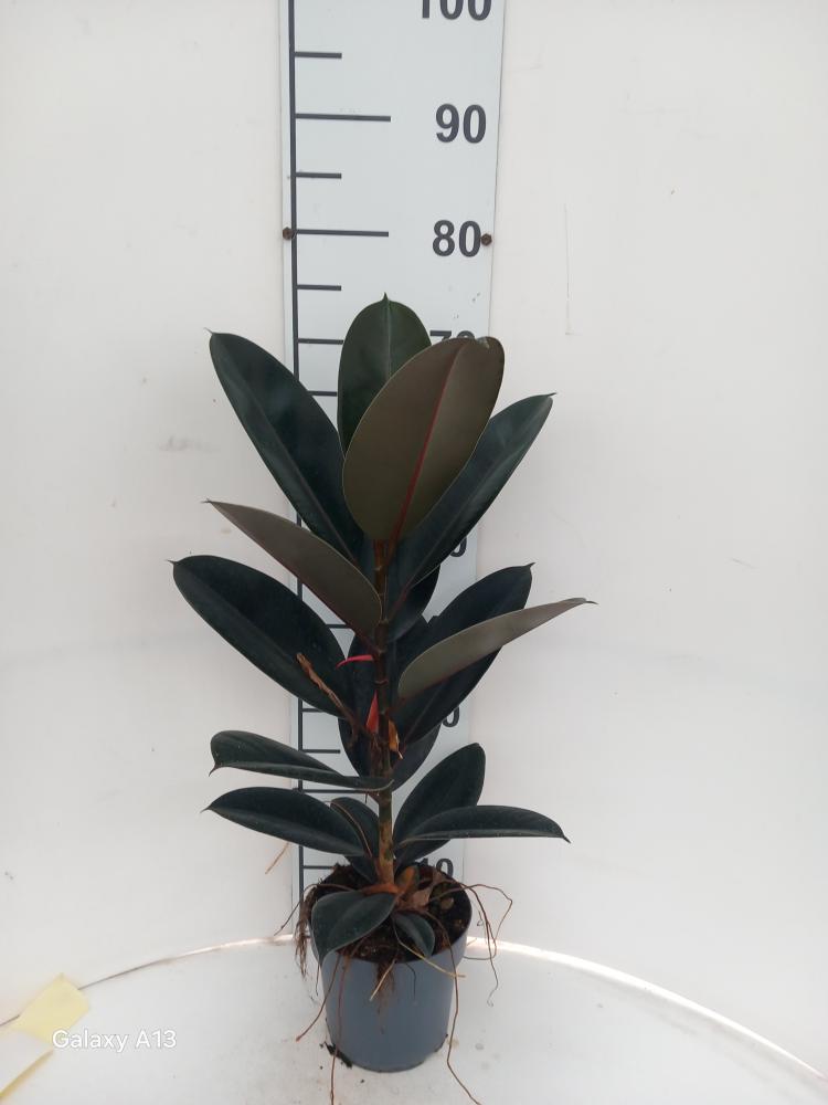 FICUS ABDJAN 1P VP17
