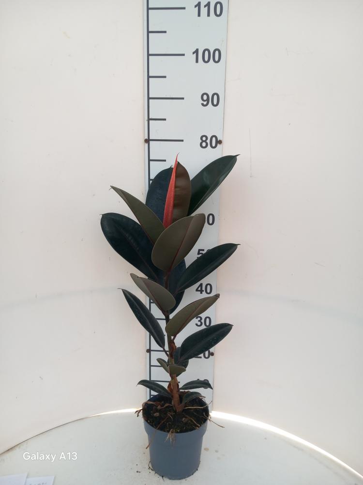 FICUS ABDJAN 1P VP17