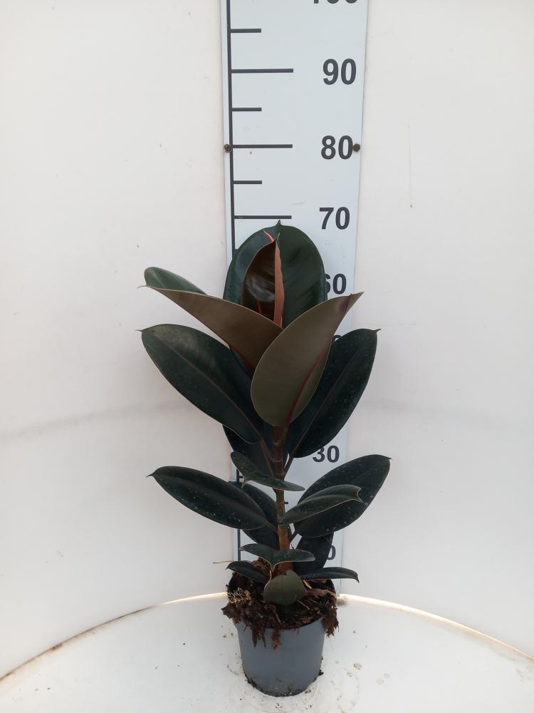 FICUS ABDJAN 1P VP17