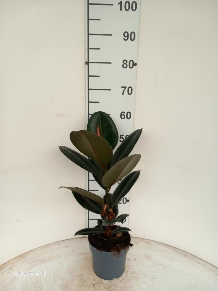 FICUS ABDJAN 1P VP17