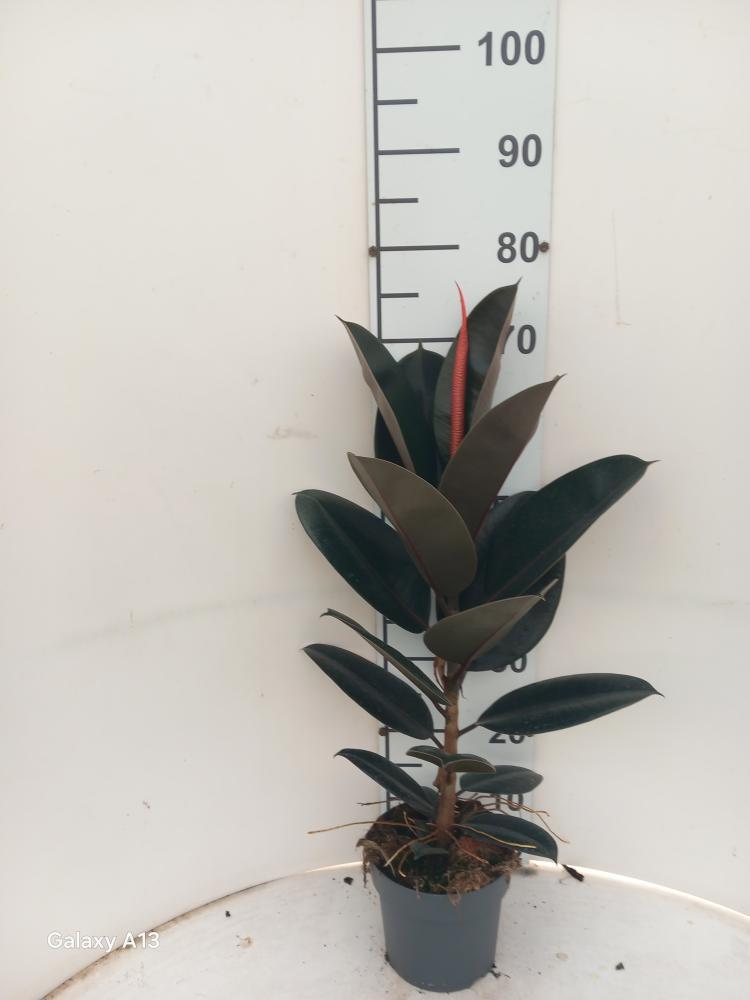 FICUS ABDJAN 1P VP17