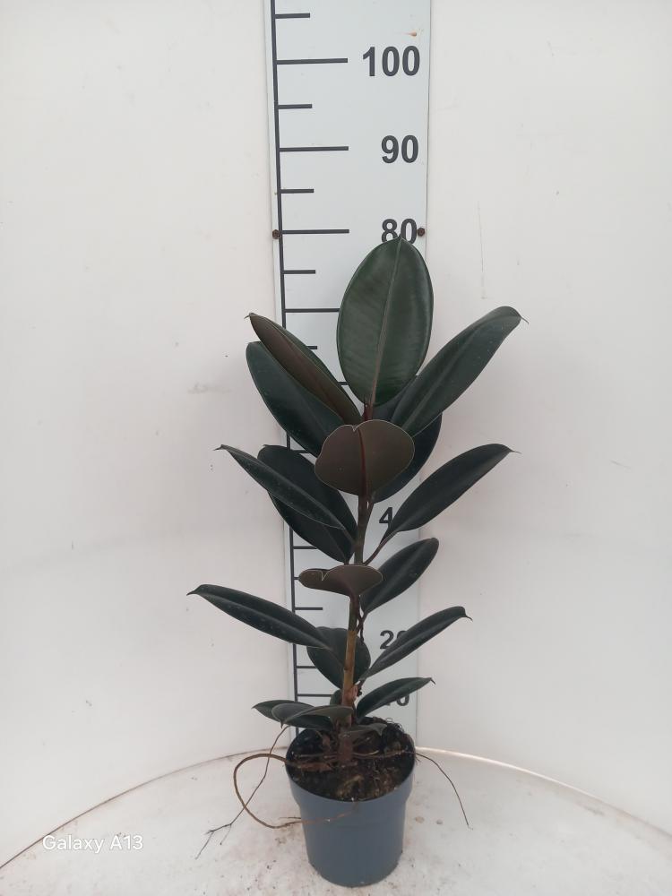 FICUS ABDJAN 1P VP17