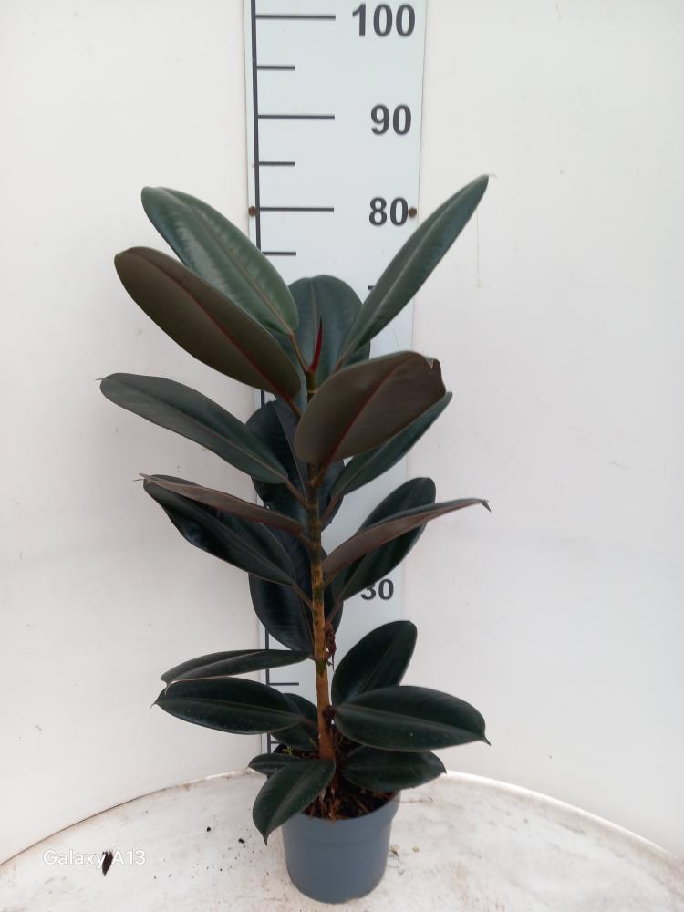 FICUS ABDJAN 1P VP17