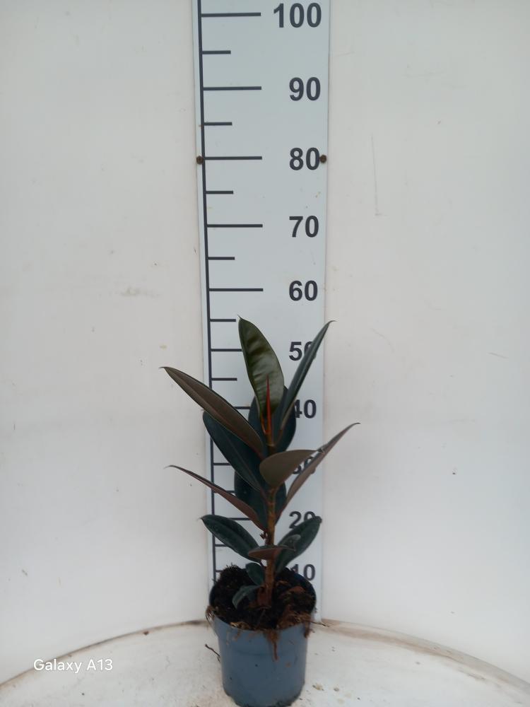 FICUS ABDJAN 1P VP17