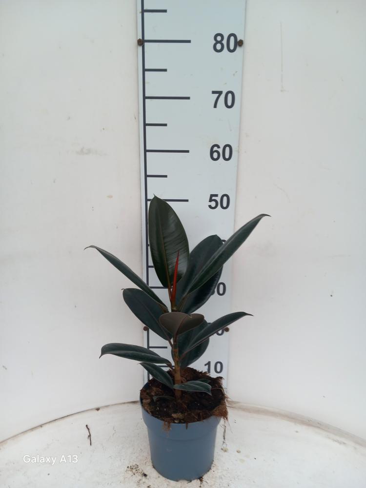 FICUS ABDJAN 1P VP17