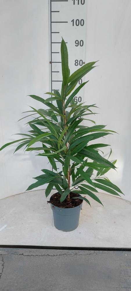 FICUS AMSTEL KING VP17