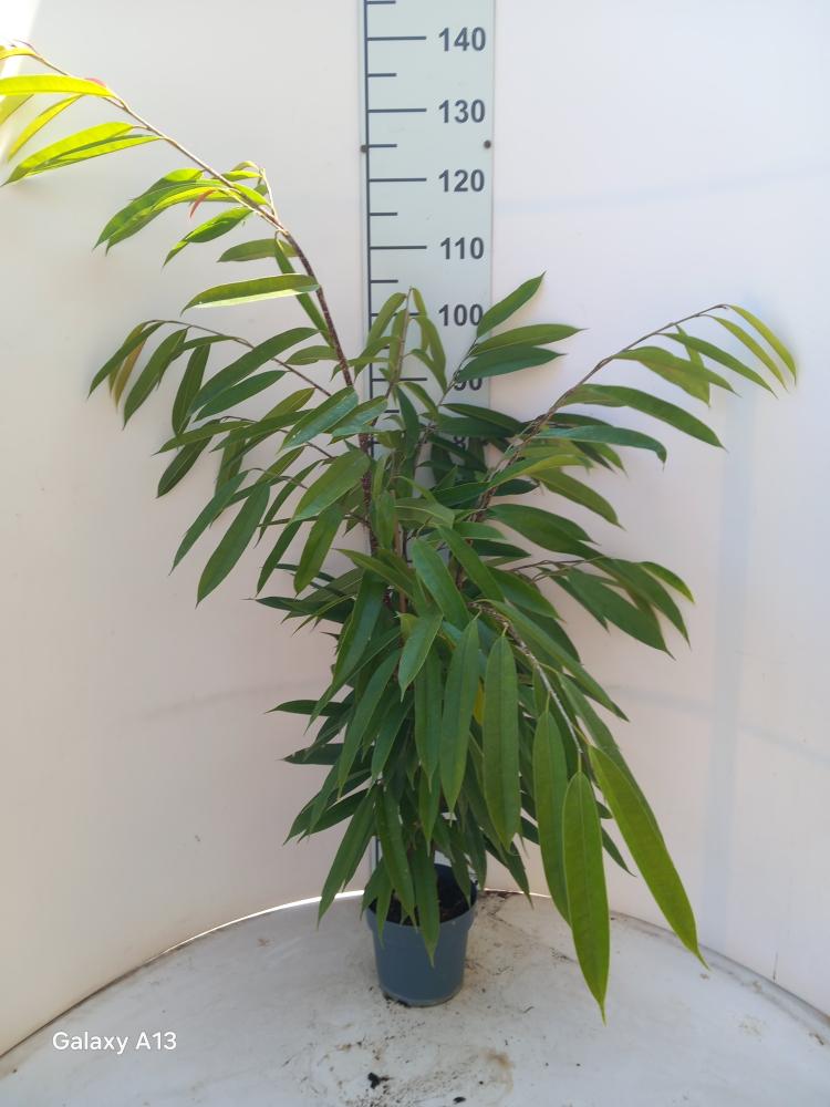 FICUS AMSTEL KING VP17