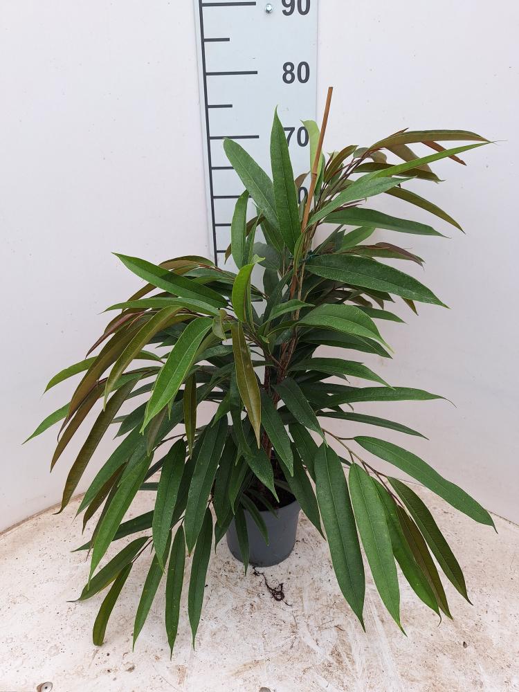 FICUS AMSTEL KING VP17