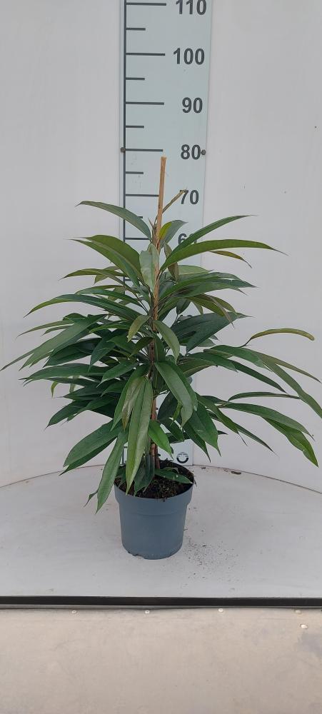 FICUS AMSTEL KING VP17