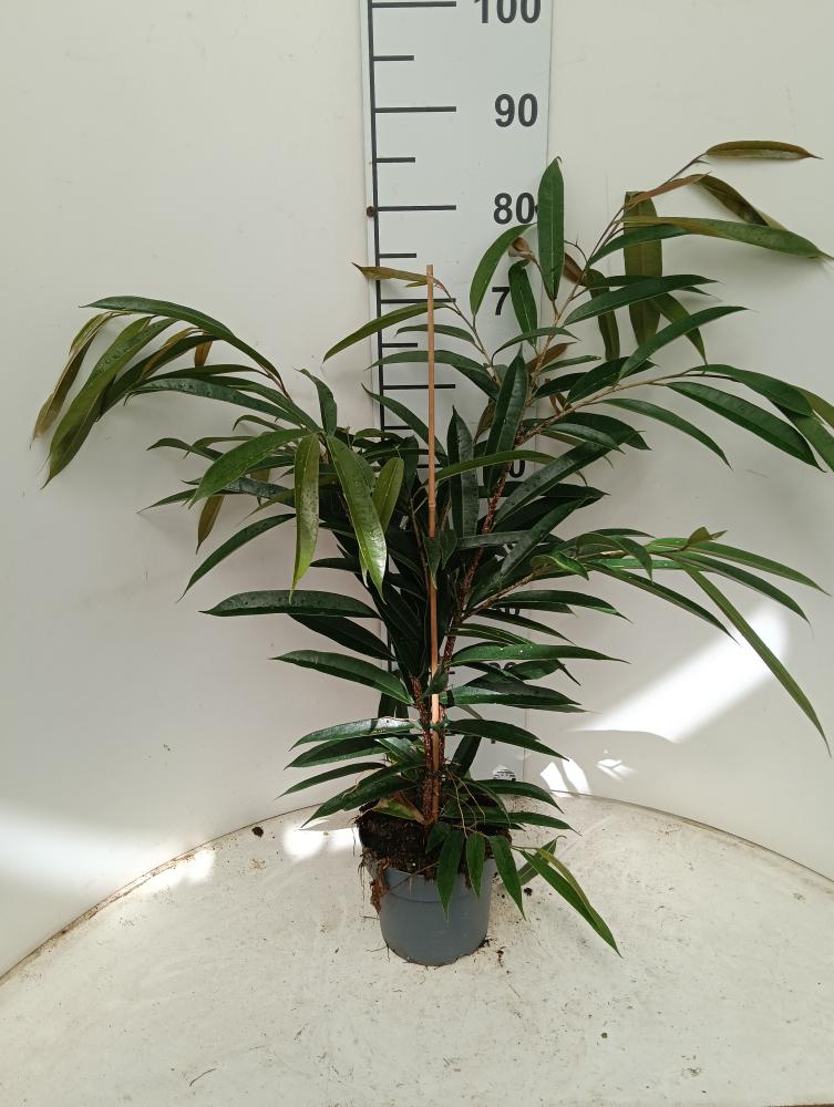 FICUS AMSTEL KING VP17