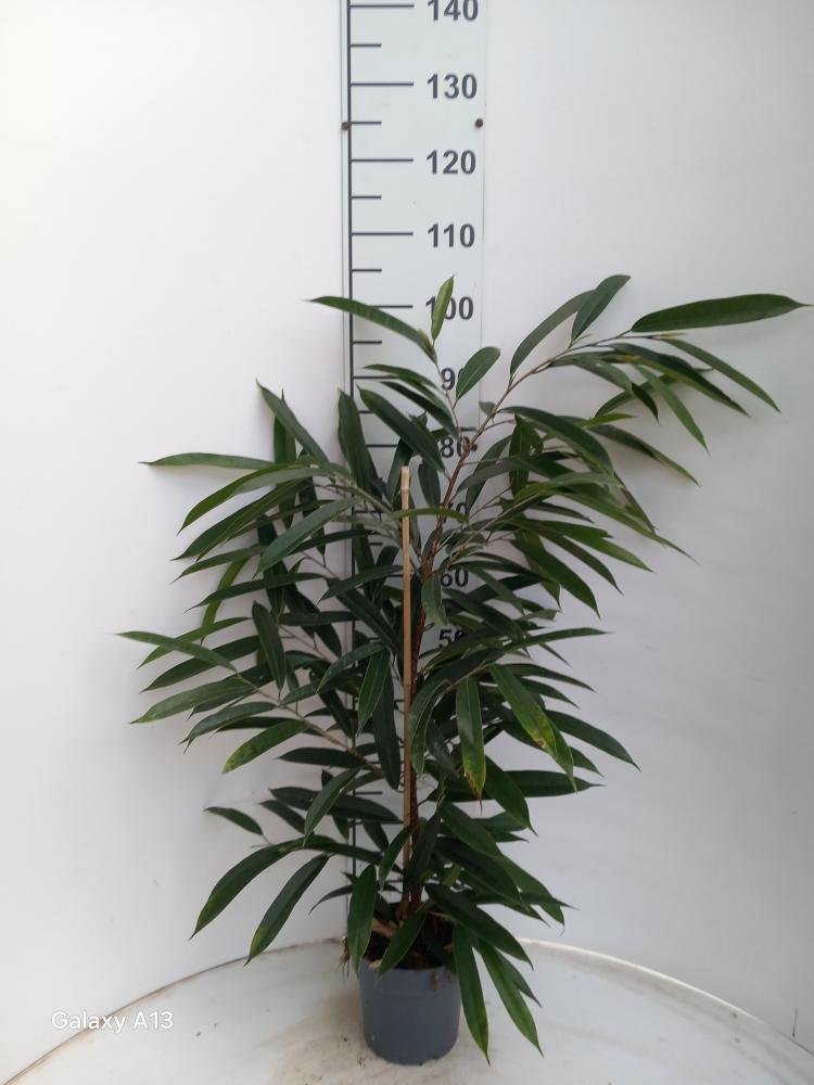FICUS AMSTEL KING VP17
