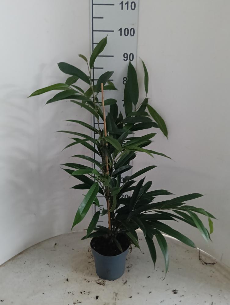 FICUS AMSTEL KING VP17