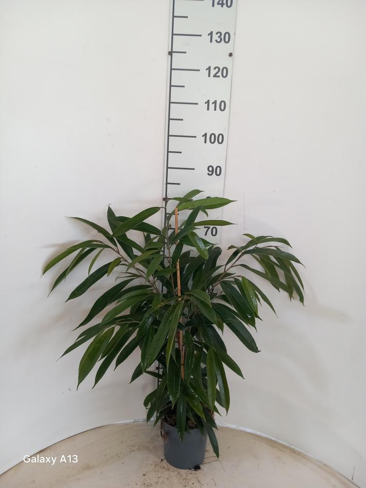 FICUS AMSTEL KING VP17