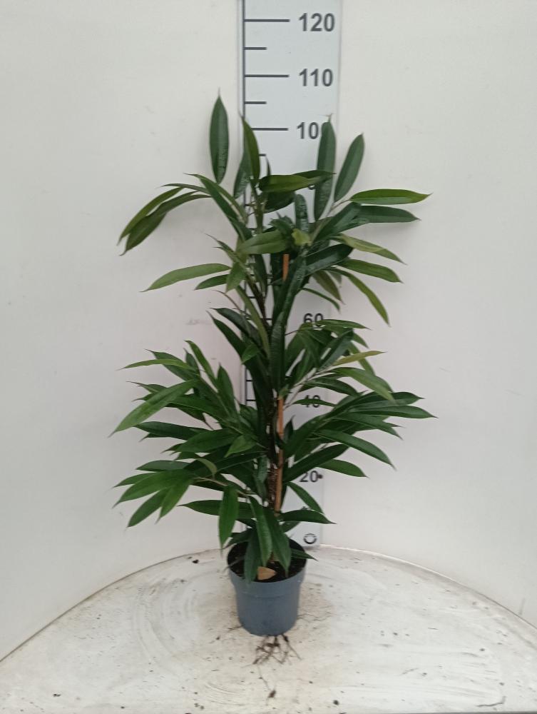 FICUS AMSTEL KING VP17