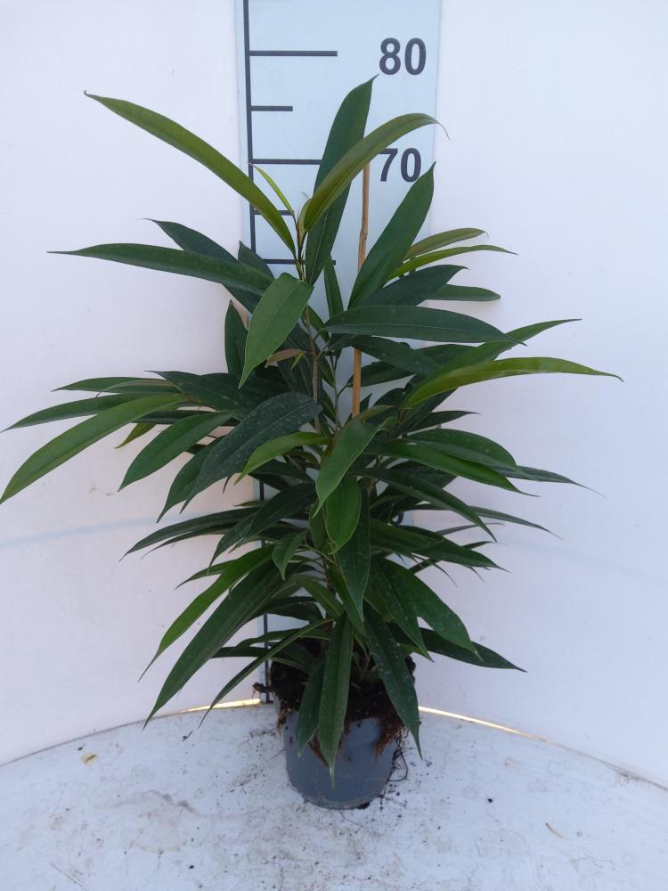 FICUS AMSTEL KING VP17