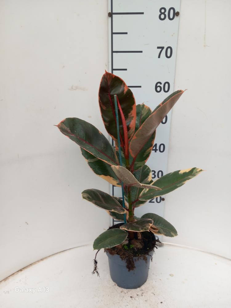 FICUS BELIZE 1P VP17