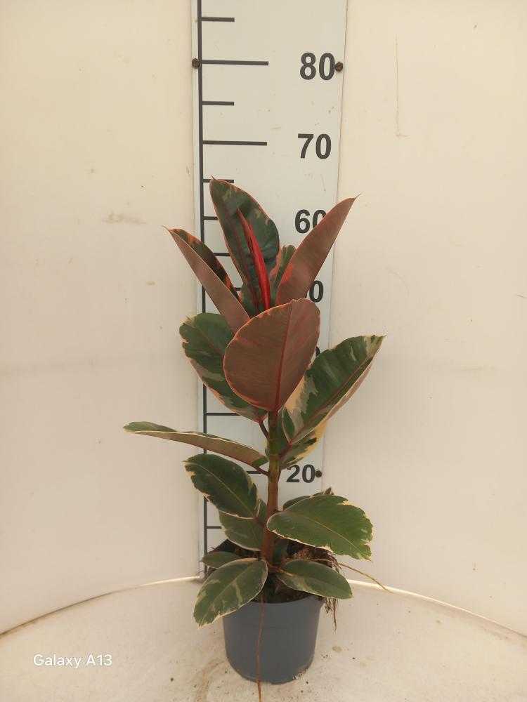FICUS BELIZE 1P VP17