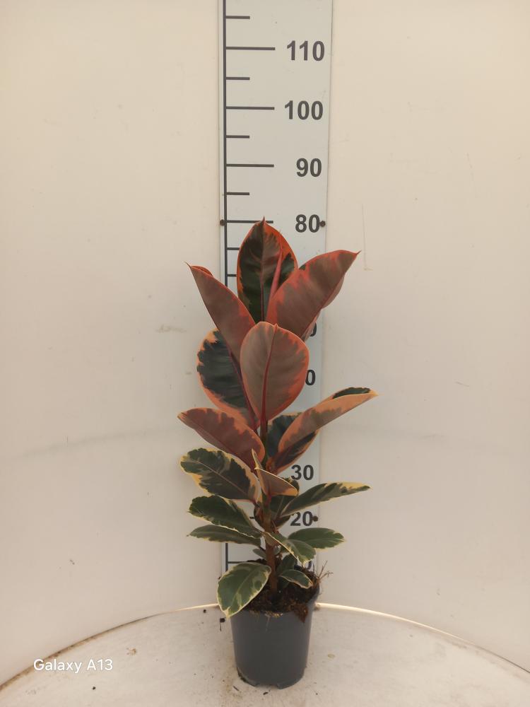 FICUS BELIZE 1P VP17