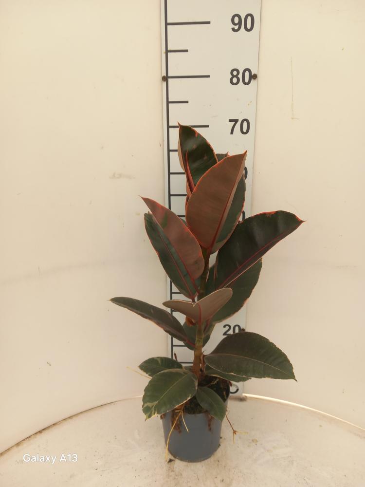 FICUS BELIZE 1P VP17