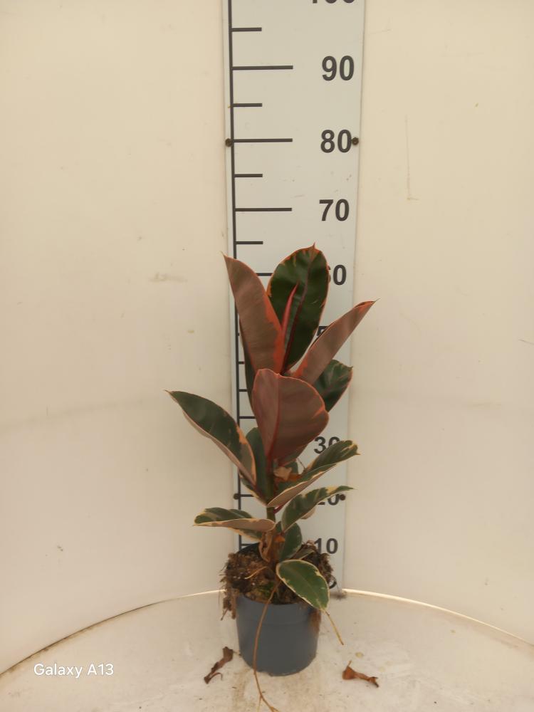 FICUS BELIZE 1P VP17
