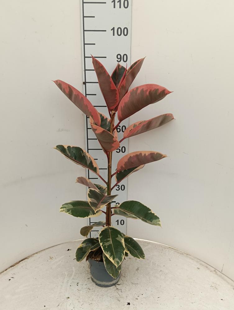 FICUS BELIZE 1P VP17