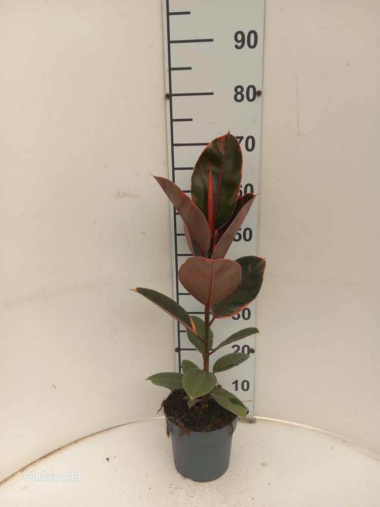 FICUS BELIZE 1P VP17