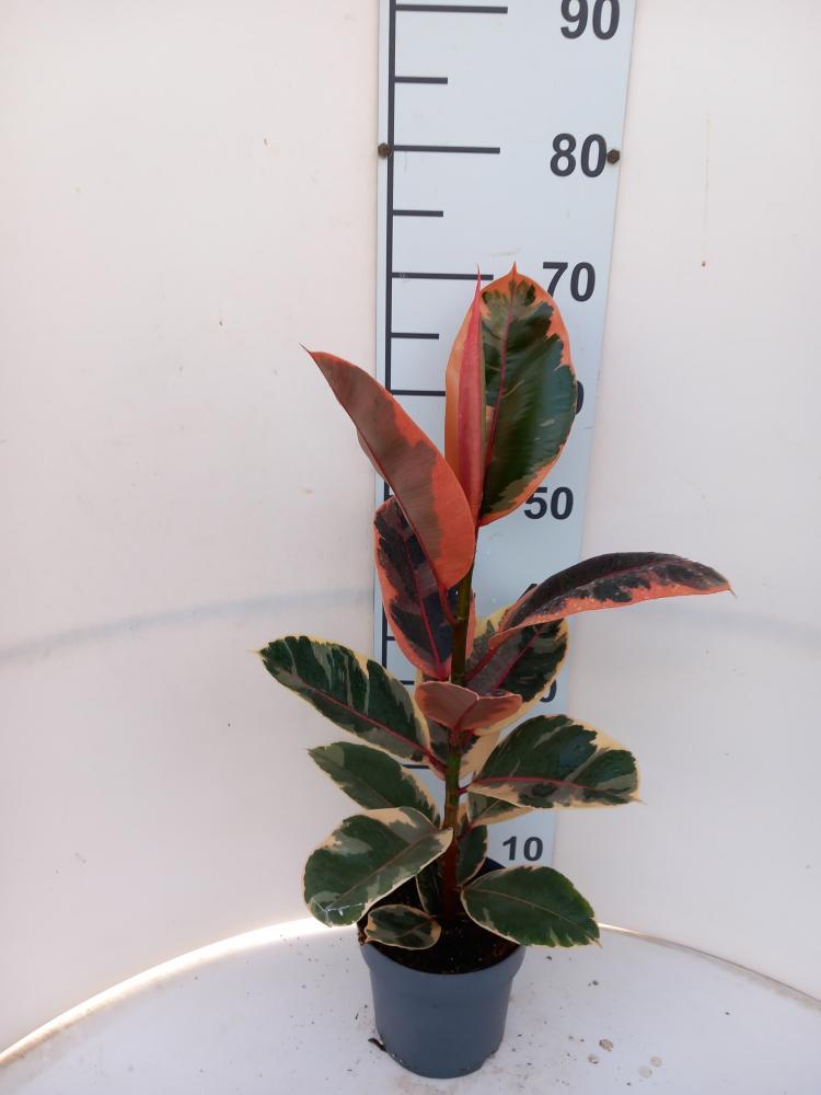 FICUS BELIZE 1P VP17