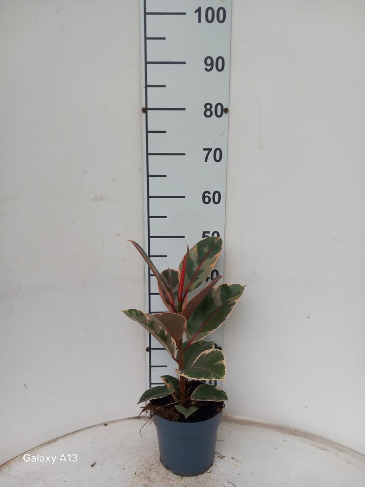 FICUS BELIZE 1P VP17