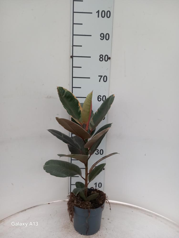 FICUS BELIZE 1P VP17