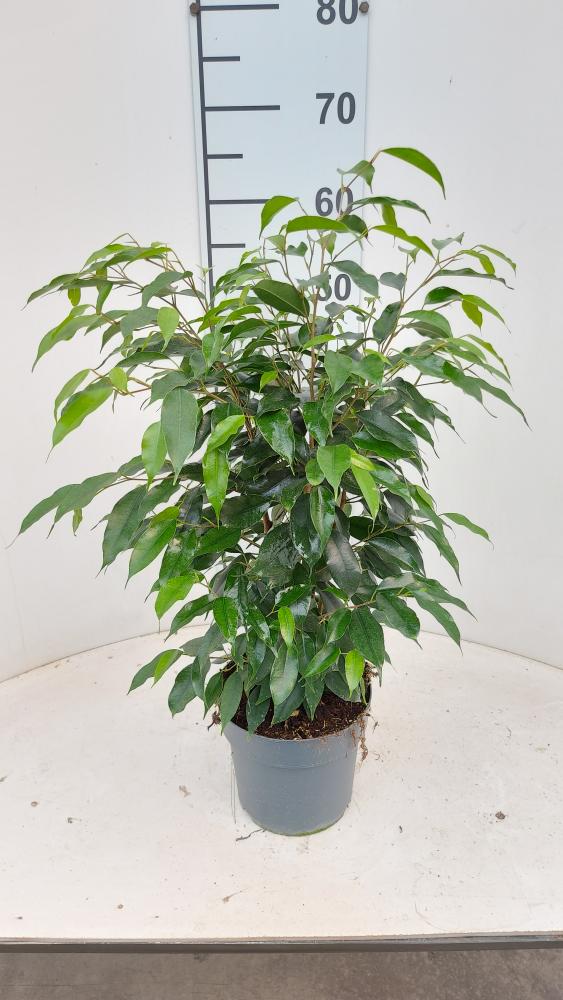 FICUS DANIELLE VP17