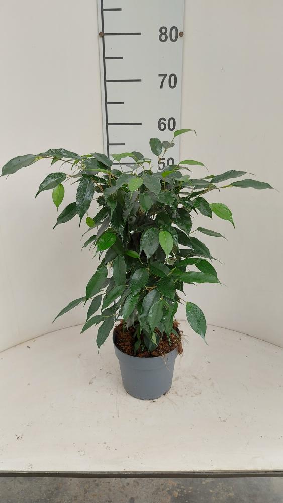 FICUS DANIELLE VP17