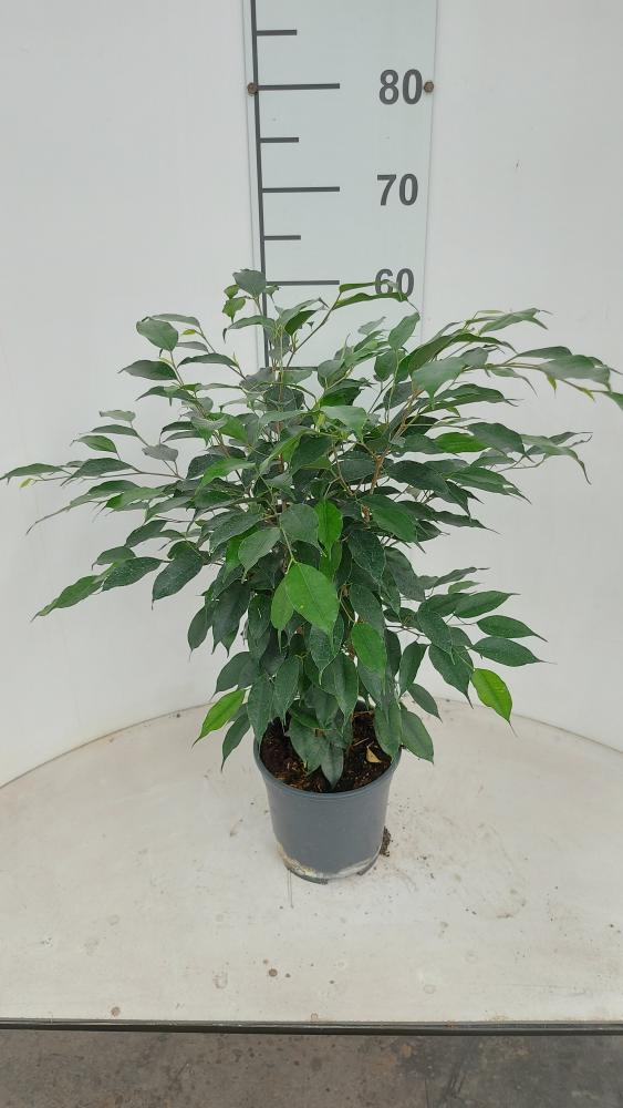 FICUS DANIELLE VP17