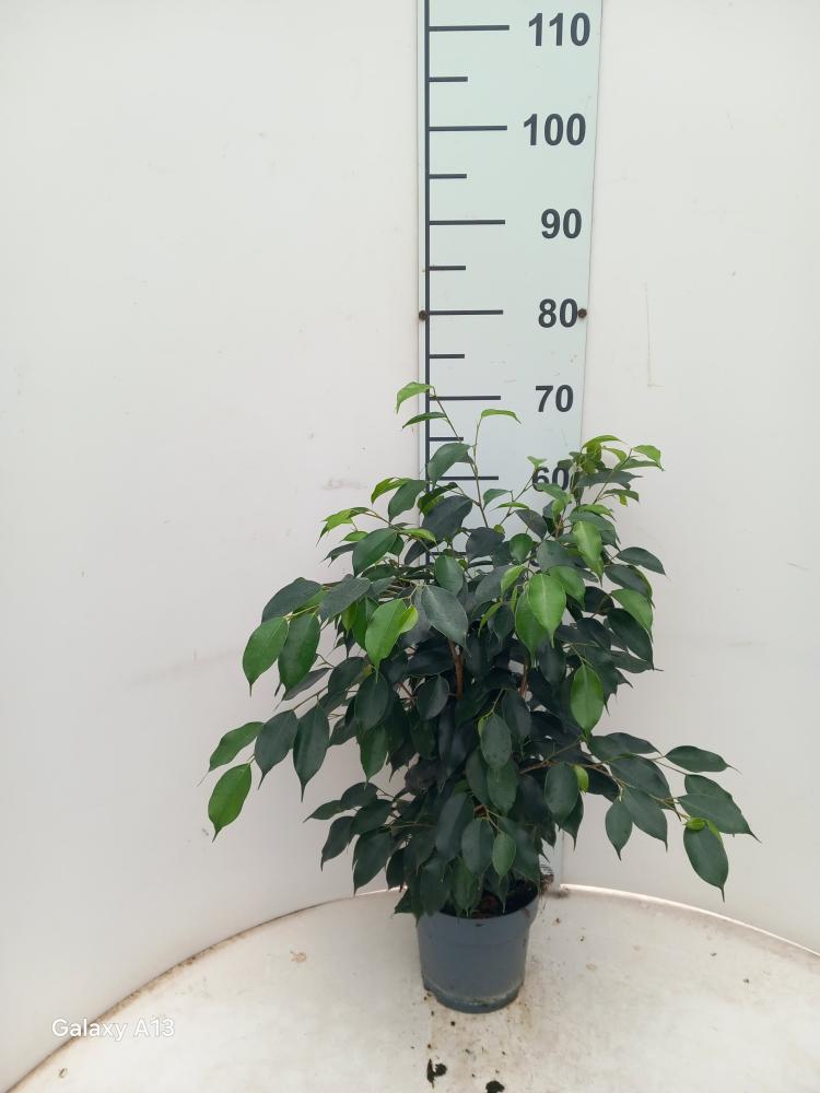 FICUS DANIELLE VP17