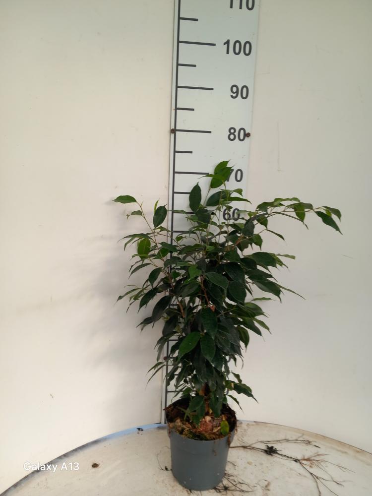 FICUS DANIELLE VP17