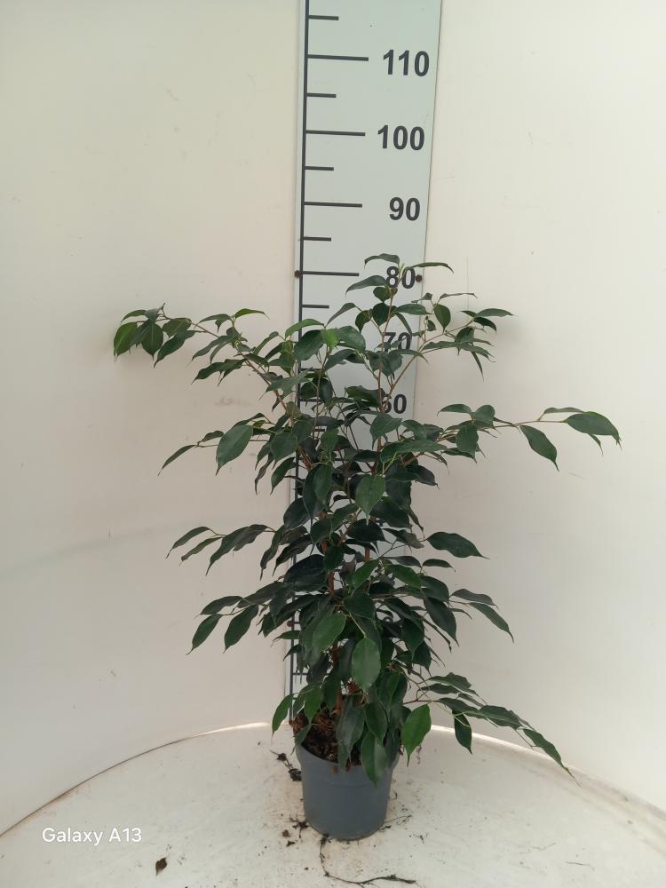 FICUS DANIELLE VP17