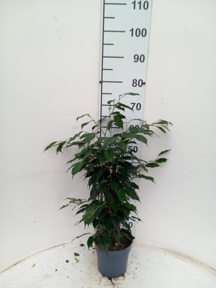 FICUS DANIELLE VP17