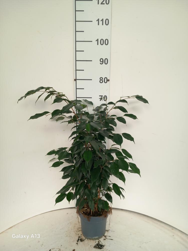FICUS DANIELLE VP17