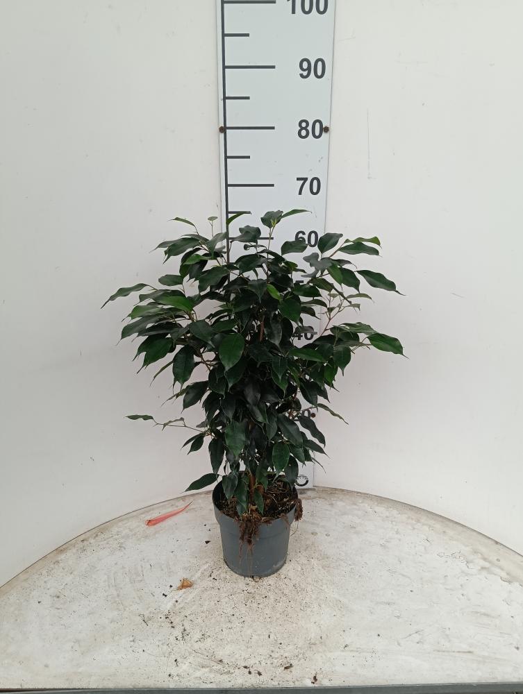 FICUS DANIELLE VP17