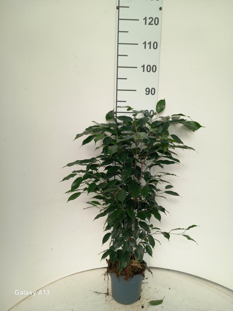FICUS DANIELLE VP17
