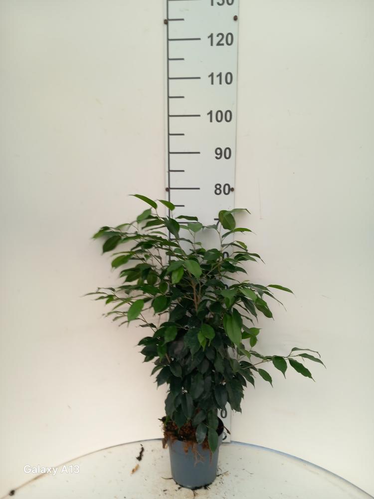 FICUS DANIELLE VP17