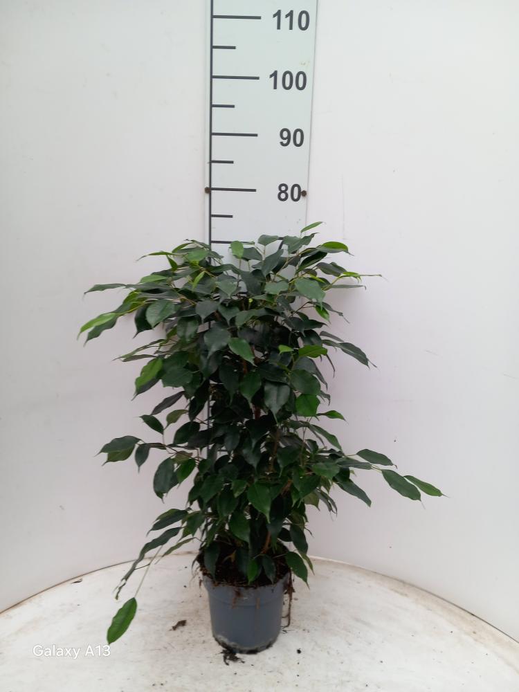 FICUS DANIELLE VP17