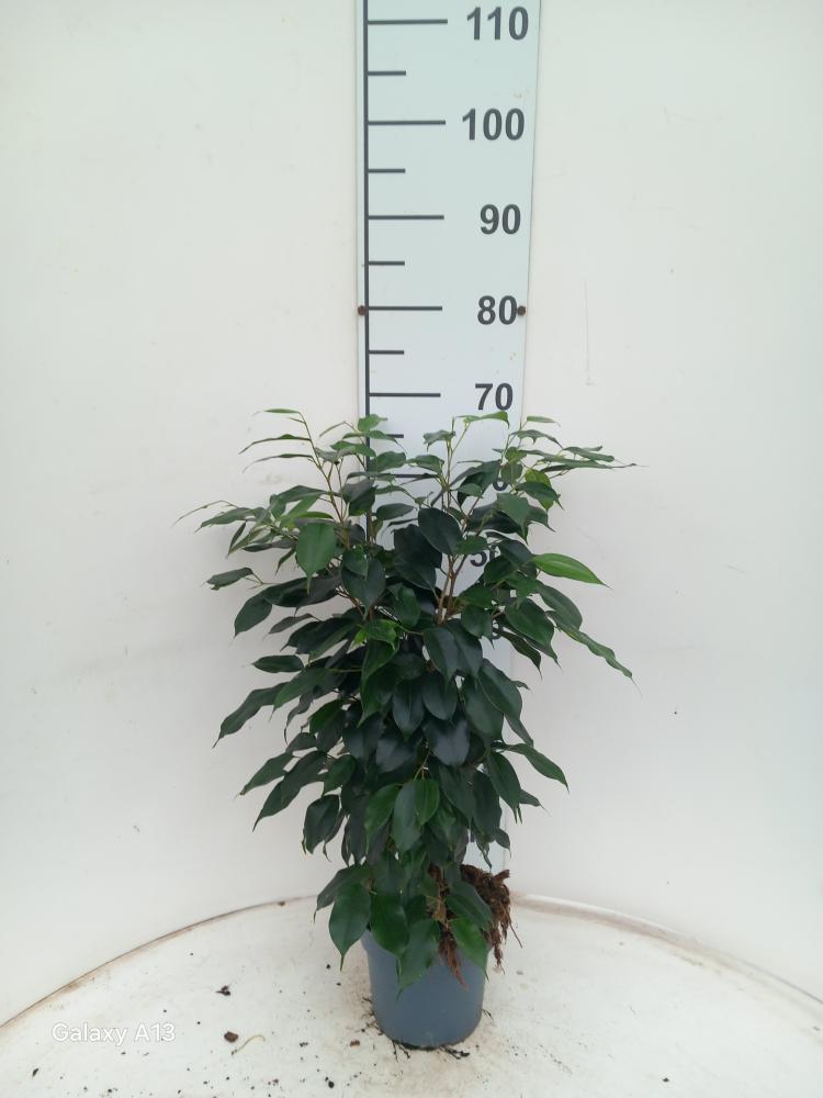 FICUS DANIELLE VP17