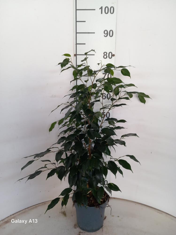 FICUS DANIELLE VP17
