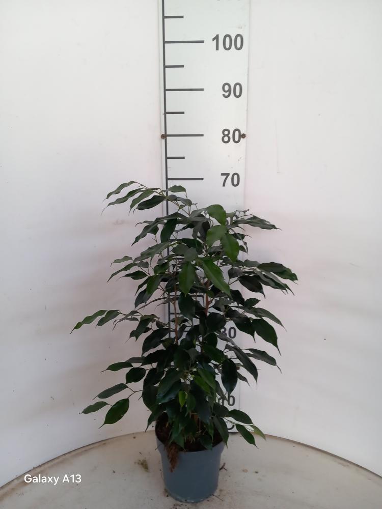 FICUS DANIELLE VP17
