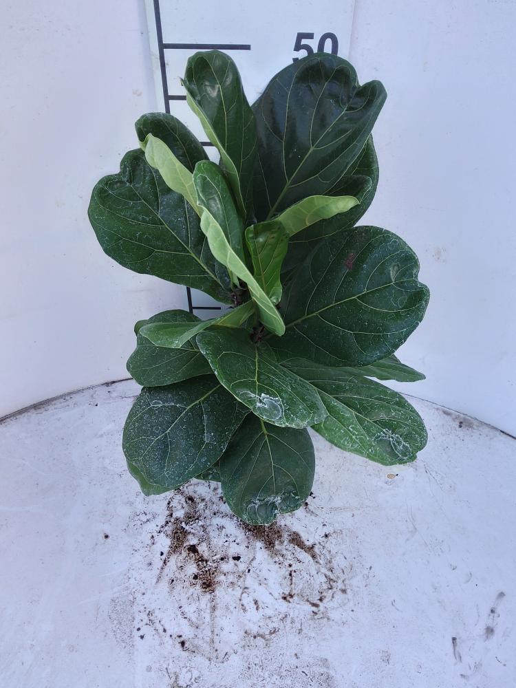FICUS LYRATA 1P VP17