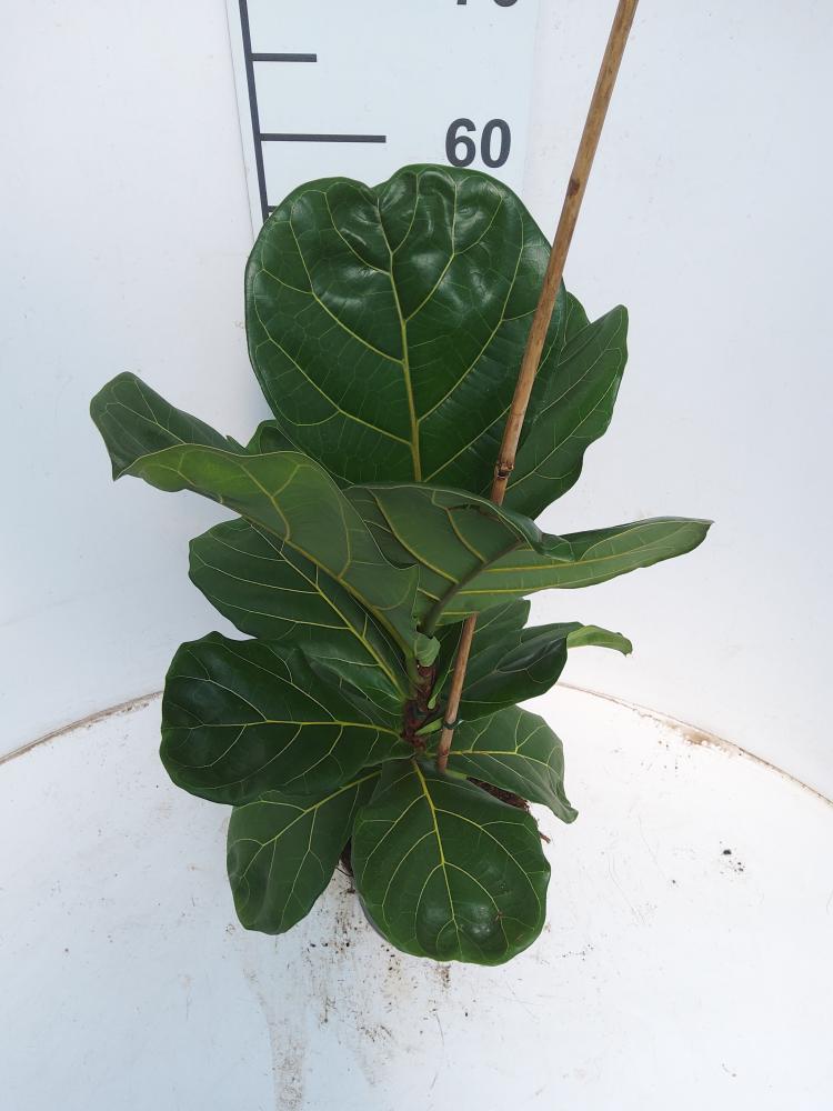 FICUS LYRATA 1P VP17