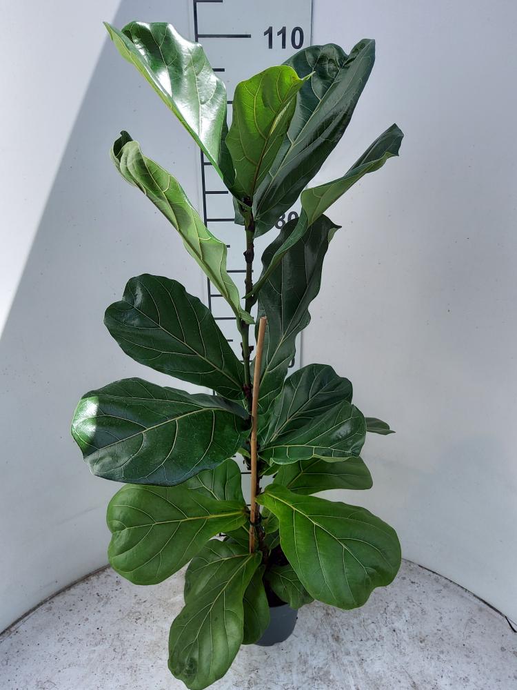 FICUS LYRATA 1P VP17