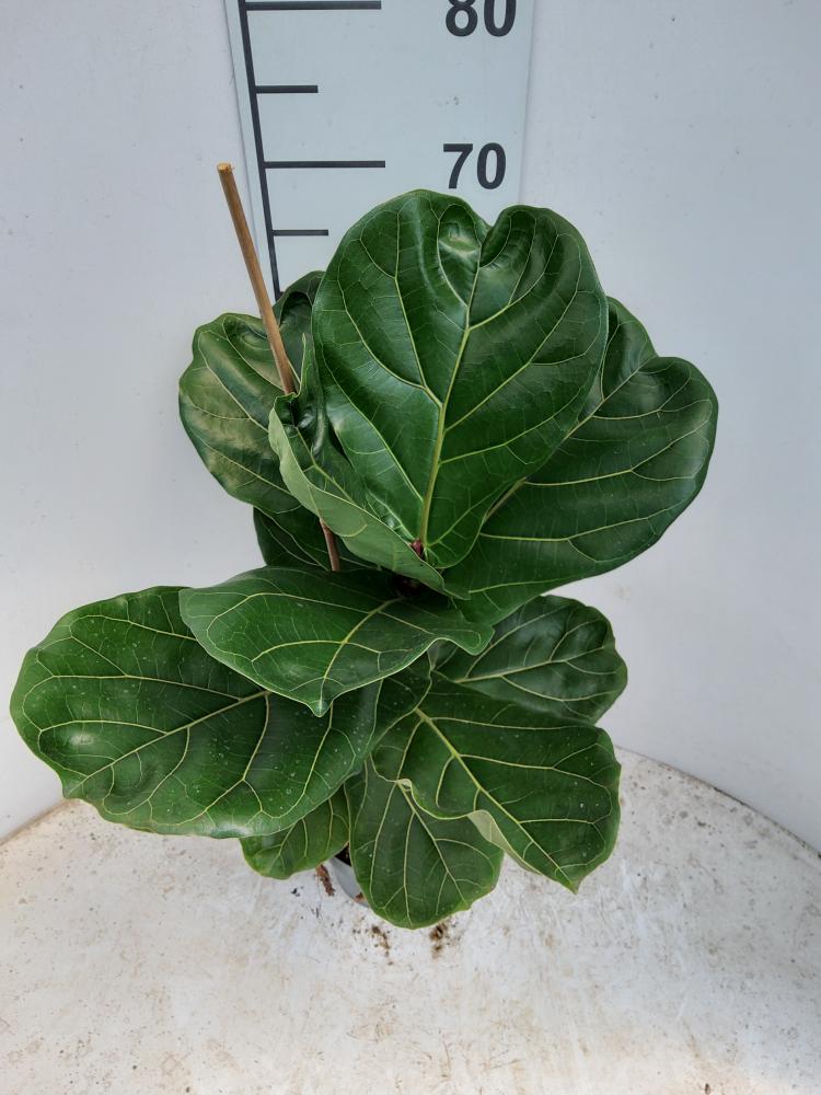 FICUS LYRATA 1P VP17